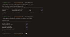 Terminal: a SQL query against a marine database returns three rows about cephalopod skin layers, each with NULL in the what-it-is-like column.